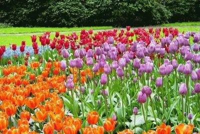 jardÃ­n holandÃ©s