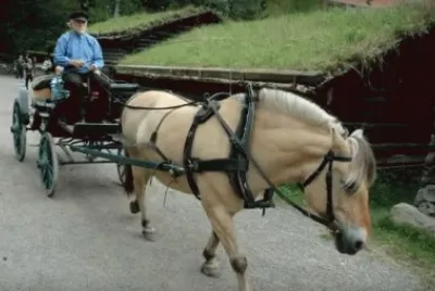 פאזל של Horse   Carriage