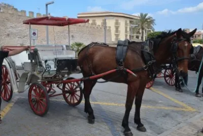 פאזל של mallorca