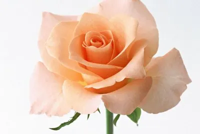 æˆ€çŽ«ç‘°