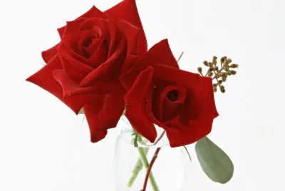 æˆ€çŽ«ç‘°