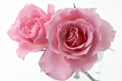 æˆ€çŽ«ç‘°