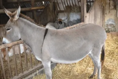 פאזל של le puy du fou