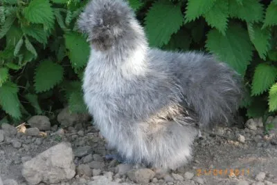 poule soie grise