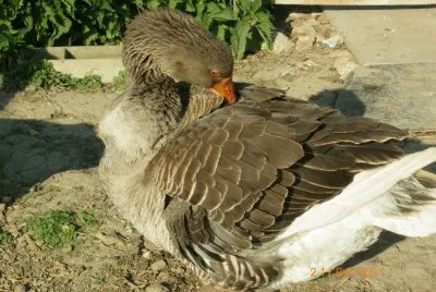 maman de saturnine