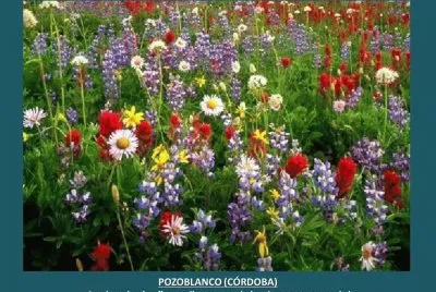 POZOBLANCO (CÃ“RDOBA) - LAS FLORES SILVESTRES...