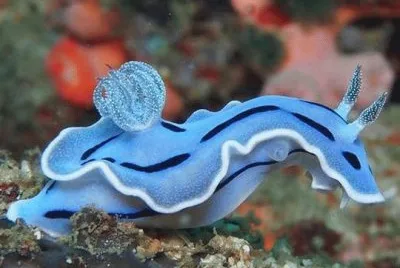 פאזל של æµ·å…”(æµ·è›žè“)