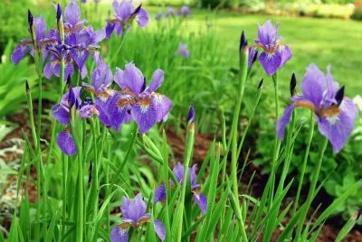 Vibrant Siberian Iris Flowers