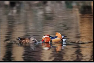 פאזל של é´›é´¦æˆ²æ°´