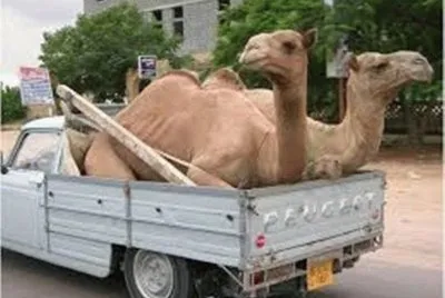 PASEANDO CAMELLOS