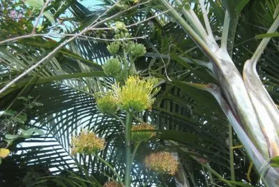 palmera jigsaw puzzle