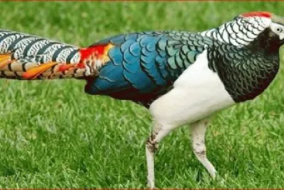 פאזל של BONITO PÃJARO