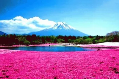 shibazakura jigsaw puzzle