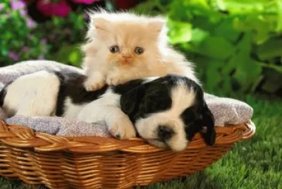פאזל של Perro y gato