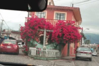 bugambilia jigsaw puzzle