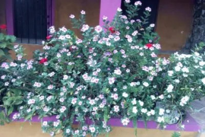 flores jigsaw puzzle