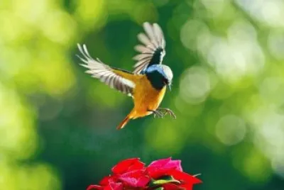 Ave en vuelo
