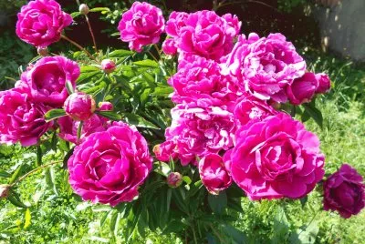 PIVOINES jigsaw puzzle