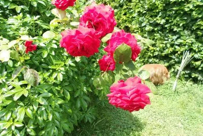 mon rosier rouge jigsaw puzzle