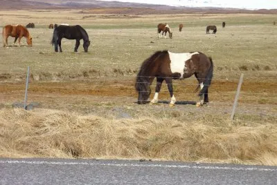 chevaux islandais