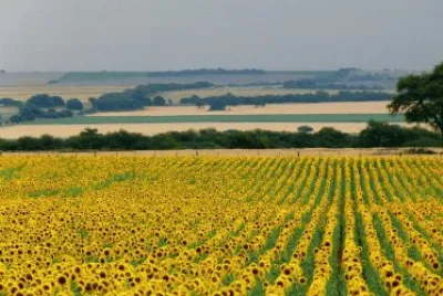 En Anguil. La Pampa. Argentina jigsaw puzzle