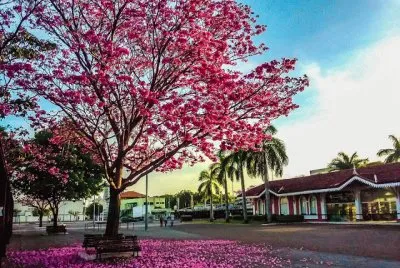 florido jigsaw puzzle