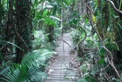 Bosque Daintree, Australia jigsaw puzzle