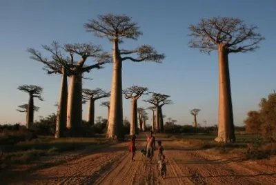 Bosque de Baobabs, Madagascar jigsaw puzzle
