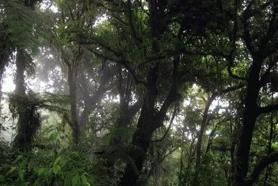 Bosque Nuboso, Monteverde, Costa Rica jigsaw puzzle
