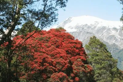 Bosque Rata, Nueva Zelanda jigsaw puzzle