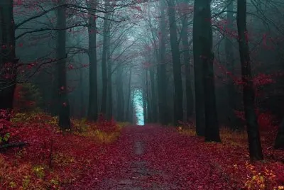 Bosque Selva Negra, Alemania