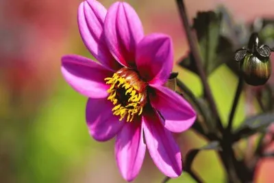 imagens jigsaw puzzle