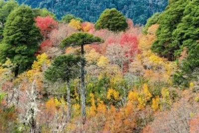 imagens jigsaw puzzle