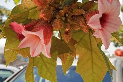 imagens jigsaw puzzle