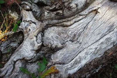 RACINE jigsaw puzzle