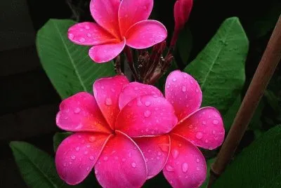 é›žè›‹èŠ± jigsaw puzzle