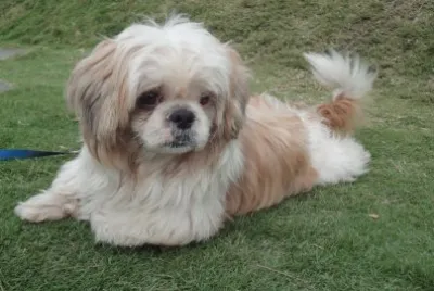 å¯¶è²è¥¿æ–½çŠ¬ jigsaw puzzle