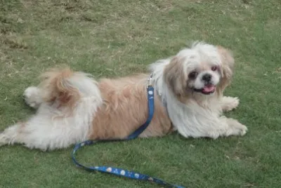 å¯¶è²è¥¿æ–½çŠ¬ jigsaw puzzle