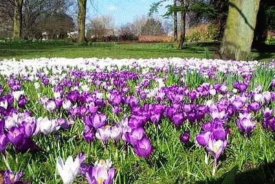 Crocuses jigsaw puzzle