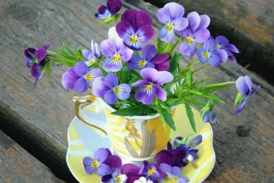 Violer jigsaw puzzle