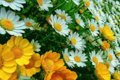 Summerflowers jigsaw puzzle