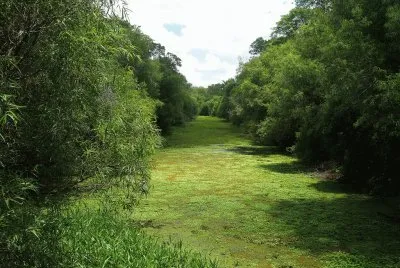 En el PN Chaco. Argentina jigsaw puzzle