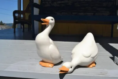 Ducks