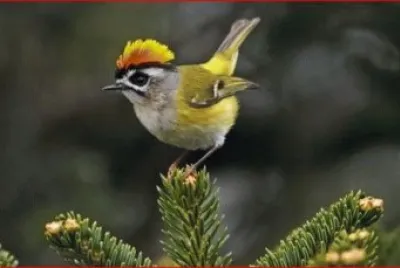 PÃJARO COPETON jigsaw puzzle