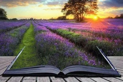 Lavender jigsaw puzzle