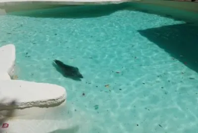 פאזל של zoo