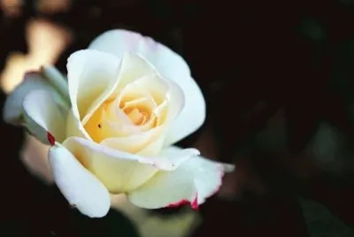 æœˆå­£èŠ± jigsaw puzzle