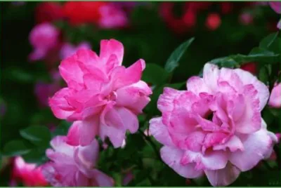 æœˆå­£èŠ± jigsaw puzzle