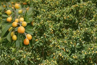 Nisperos