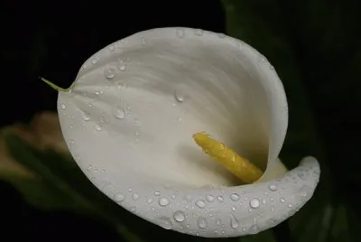 Lliri d 'aigua jigsaw puzzle